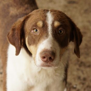 Cash, geb. ca. 05/2020, lebt in GRIECHENLAND, auf einer privaten Pflegestelle