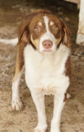 Cash, geb. ca. 05/2020, lebt in GRIECHENLAND, auf einer privaten Pflegestelle