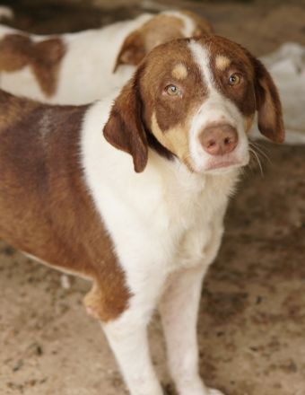 Cash, geb. ca. 05/2020, lebt in GRIECHENLAND, auf einer privaten Pflegestelle