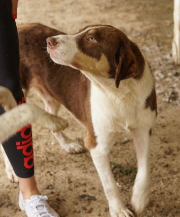 Cash, geb. ca. 05/2020, lebt in GRIECHENLAND, auf einer privaten Pflegestelle