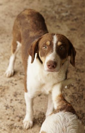 Cash, geb. ca. 05/2020, lebt in GRIECHENLAND, auf einer privaten Pflegestelle