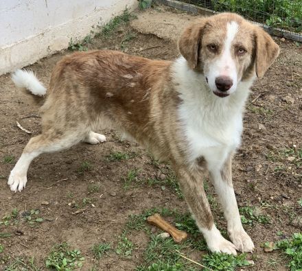 Baruso, geb. ca. 05/2020, lebt in GRIECHENLAND, auf einer privaten Pflegestelle