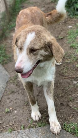 Baruso, geb. ca. 05/2020, lebt in GRIECHENLAND, auf einer privaten Pflegestelle