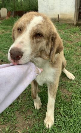 Baruso, geb. ca. 05/2020, lebt in GRIECHENLAND, auf einer privaten Pflegestelle