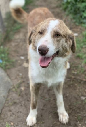 Baruso, geb. ca. 05/2020, lebt in GRIECHENLAND, auf einer privaten Pflegestelle