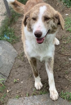 Baruso, geb. ca. 05/2020, lebt in GRIECHENLAND, auf einer privaten Pflegestelle