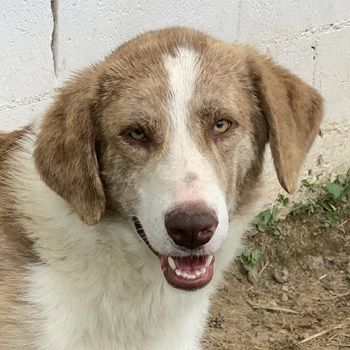 Baruso, geb. ca. 05/2020, lebt in GRIECHENLAND, auf einer privaten Pflegestelle