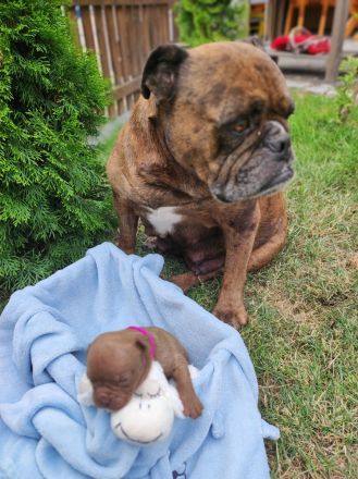 Old english Bulldog Welpen