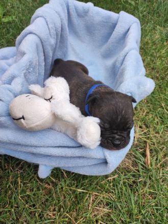 Old english Bulldog Welpen