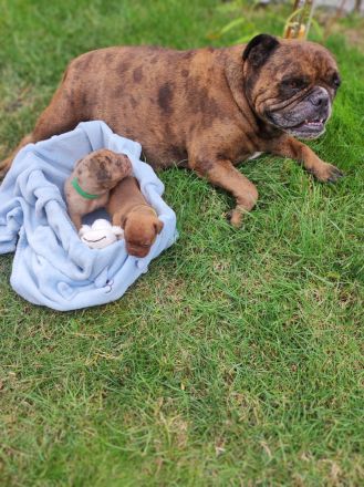 Old english Bulldog Welpen