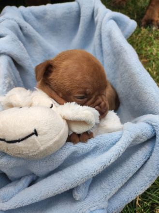 Old english Bulldog Welpen