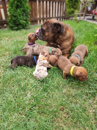 Old english Bulldog Welpen