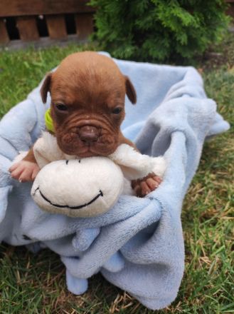 Old english Bulldog Welpen