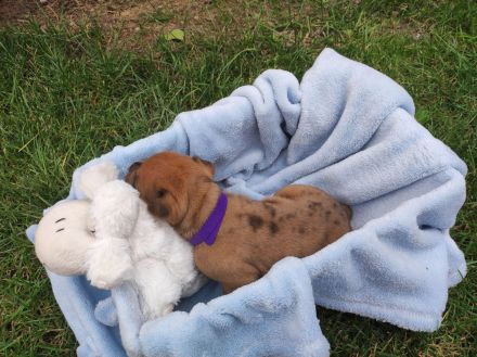 Old english Bulldog Welpen