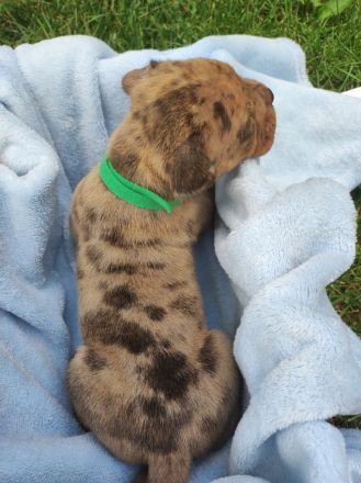 Old english Bulldog Welpen