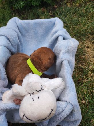 Old english Bulldog Welpen