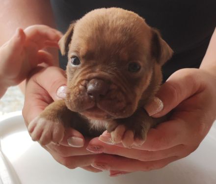 Old english Bulldog Welpen