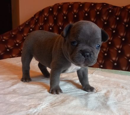 Welpen französische Bulldogen in blau geboren Anfang Juli