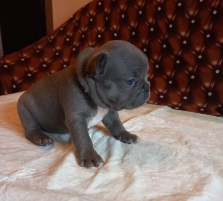 Welpen französische Bulldogen in blau geboren Anfang Juli