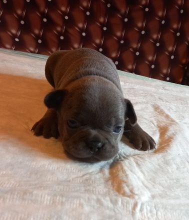 Welpen französische Bulldogen in blau geboren Anfang Juli