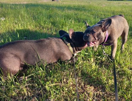 Welpen französische Bulldogen in blau geboren Anfang Juli