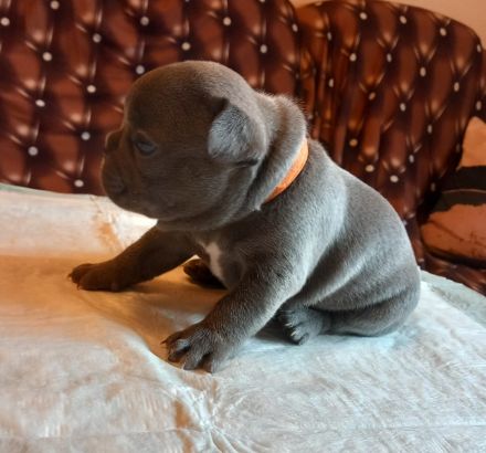 Welpen französische Bulldogen in blau geboren Anfang Juli