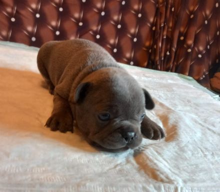 Welpen französische Bulldogen in blau geboren Anfang Juli
