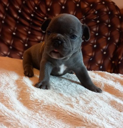 Welpen französische Bulldogen in blau geboren Anfang Juli