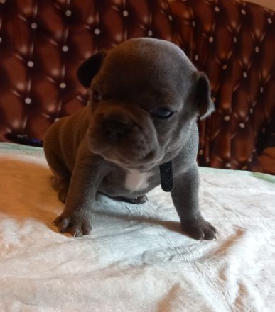 Welpen französische Bulldogen in blau geboren Anfang Juli