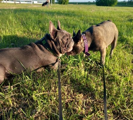 Welpen französische Bulldogen in blau geboren Anfang Juli