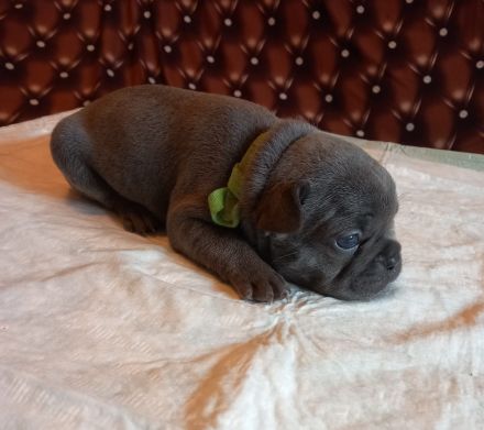 Welpen französische Bulldogen in blau geboren Anfang Juli
