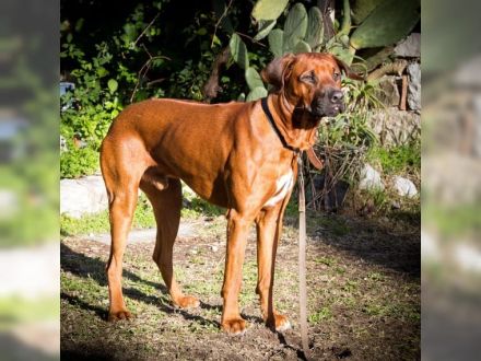 Rhodesian Ridgeback Deckrüde * Shangani Omondi Abubakar *