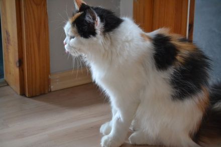 Henny eine sibirische Lady