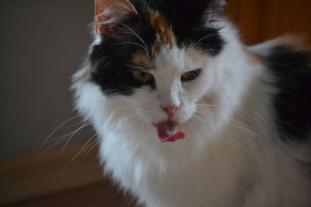 Henny eine sibirische Lady