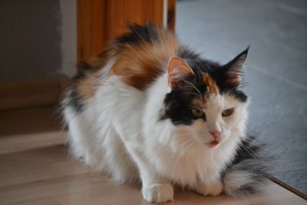 Henny eine sibirische Lady