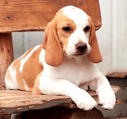 Reinrassiger Beagle Welpe Rüde direkt vom Züchter