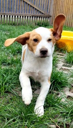 Reinrassiger Beagle Welpe Rüde direkt vom Züchter