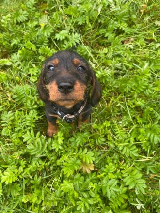 Dackelwelpen Rauhaar, Teckel, Dackel