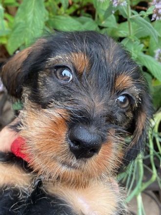 Dackelwelpen Rauhaar, Teckel, Dackel