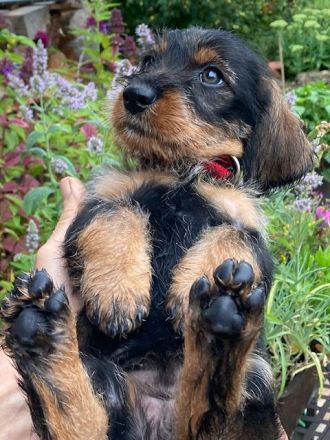 Dackelwelpen Rauhaar, Teckel, Dackel