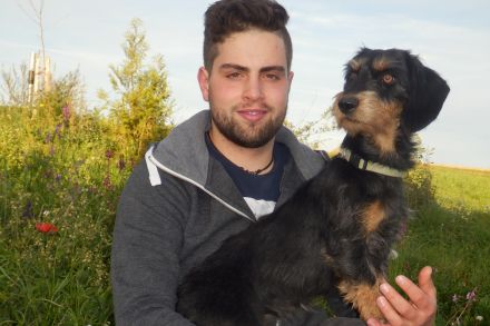 Dackelwelpen Rauhaar, Teckel, Dackel