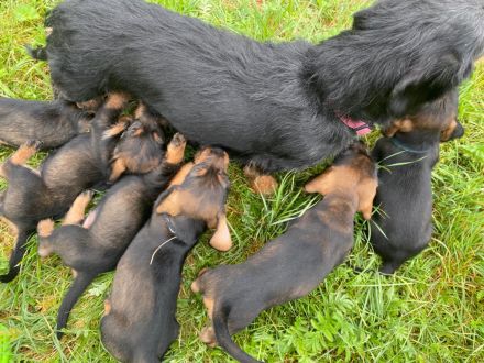 Dackelwelpen Rauhaar, Teckel, Dackel