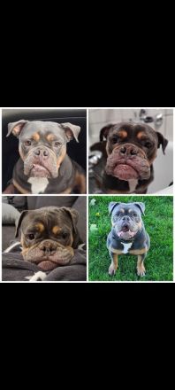 Old englisch Bulldogge sucht ruhiges Körbchen für Lebensabend