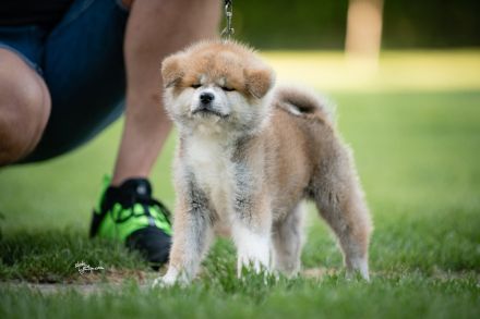 Wunderschöne Akita Inu Welpen