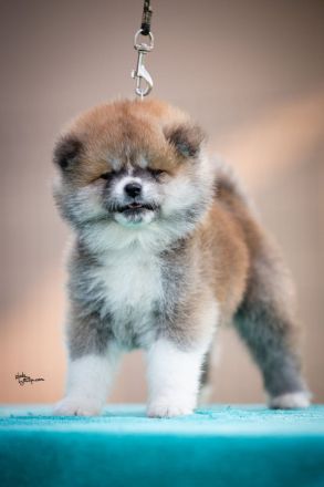 Wunderschöne Akita Inu Welpen