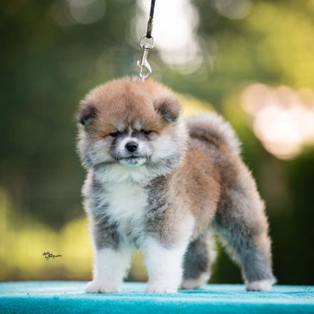 Wunderschöne Akita Inu Welpen