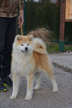 Wunderschöne Akita Inu Welpen