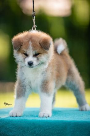 Wunderschöne Akita Inu Welpen