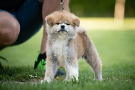 Wunderschöne Akita Inu Welpen