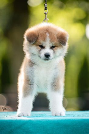 Wunderschöne Akita Inu Welpen